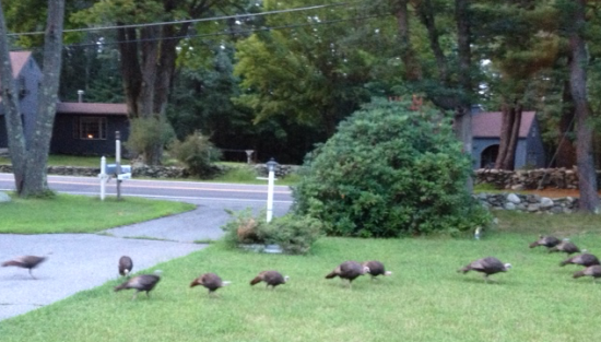 turkeys