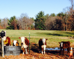 cows