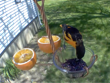 orioles-made-in-usa-feeder