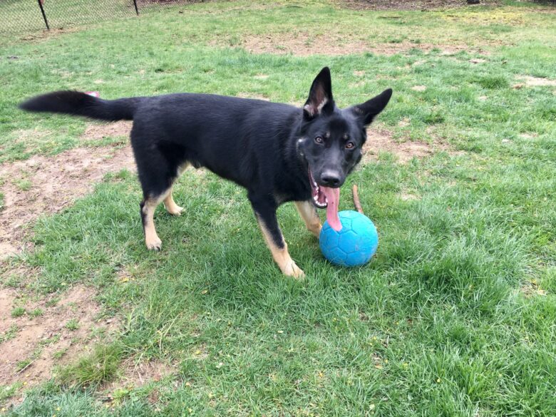 rocky-german-shepherd-pup