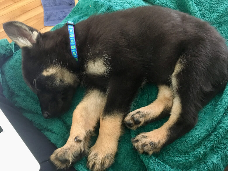 german-shepherd-puppy