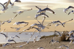 seagulls
